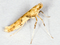 Caloptilia honoratella